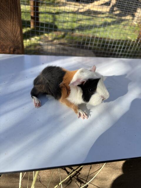 Meerschweinchen