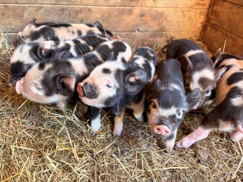 Kune Kune