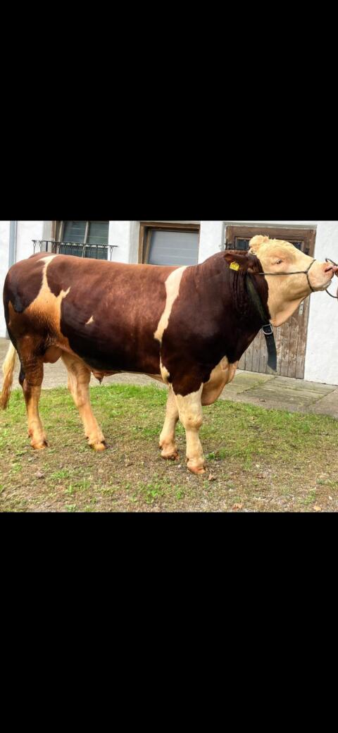 Stier