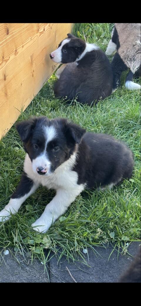 Border Collie Welpen