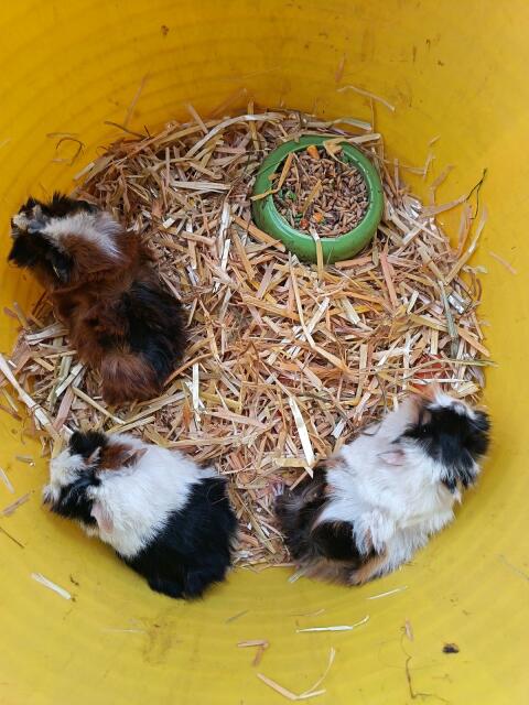 Meerschweinchen zu verschenken