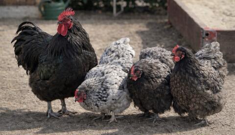 30 Bruteier Orpington schwarz blau gesäumt