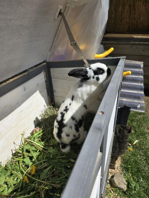 Zwergkaninchen männlich