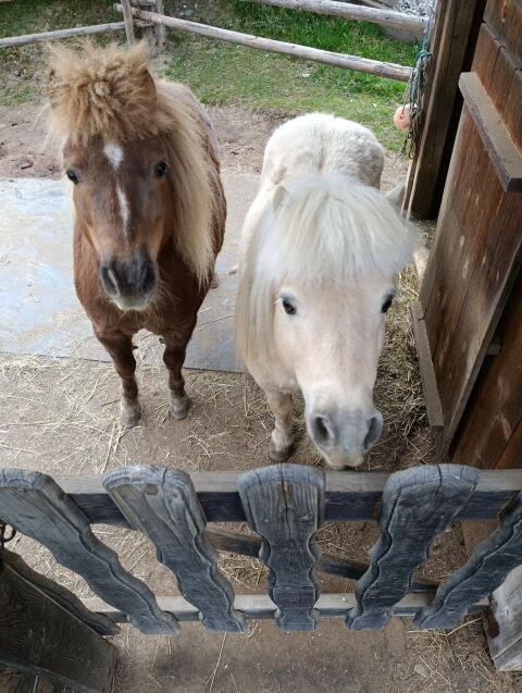 Pony