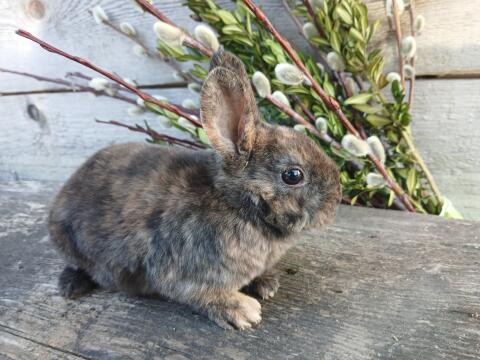 Hasenkinder