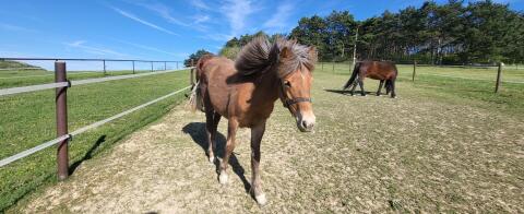 Ponystute