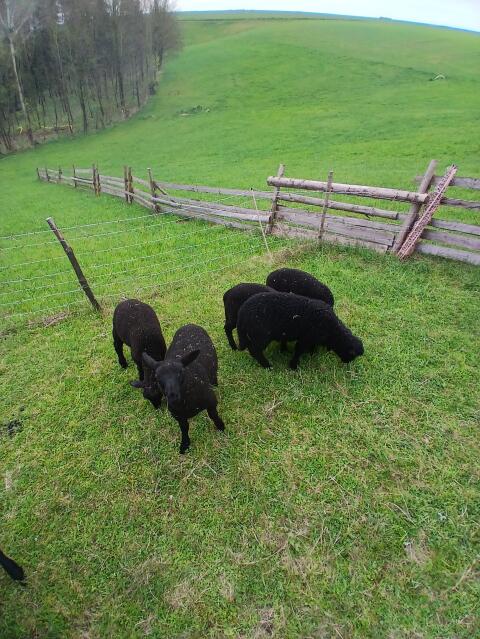 1x Jura Aue, 1x Juraauemix und Jura Böcke zu verkaufen