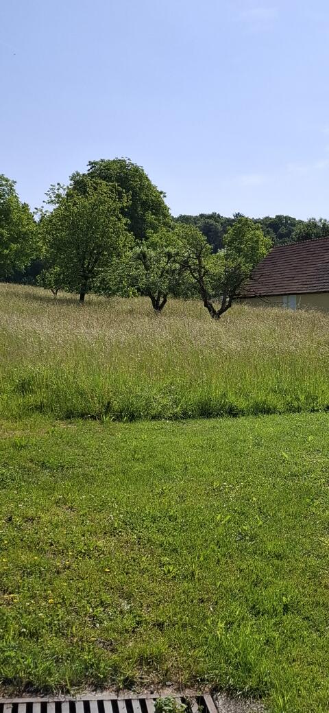 Streuobstwiese zu verpachten