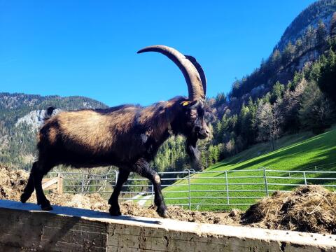 Aosta Ziegenbock