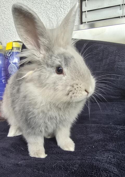Kaninchen männlich