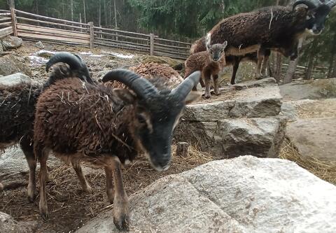 Soay Schaf Widder