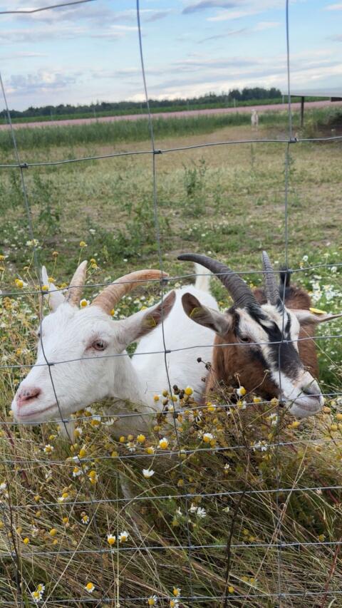 2 Ziegen suchen 5* Zuhause