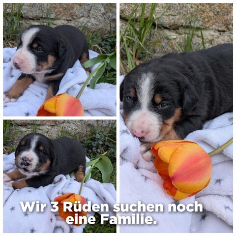 Appenzeller Sennenhund Welpen