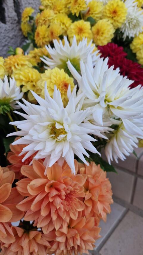 Blumenknollen Dahlien