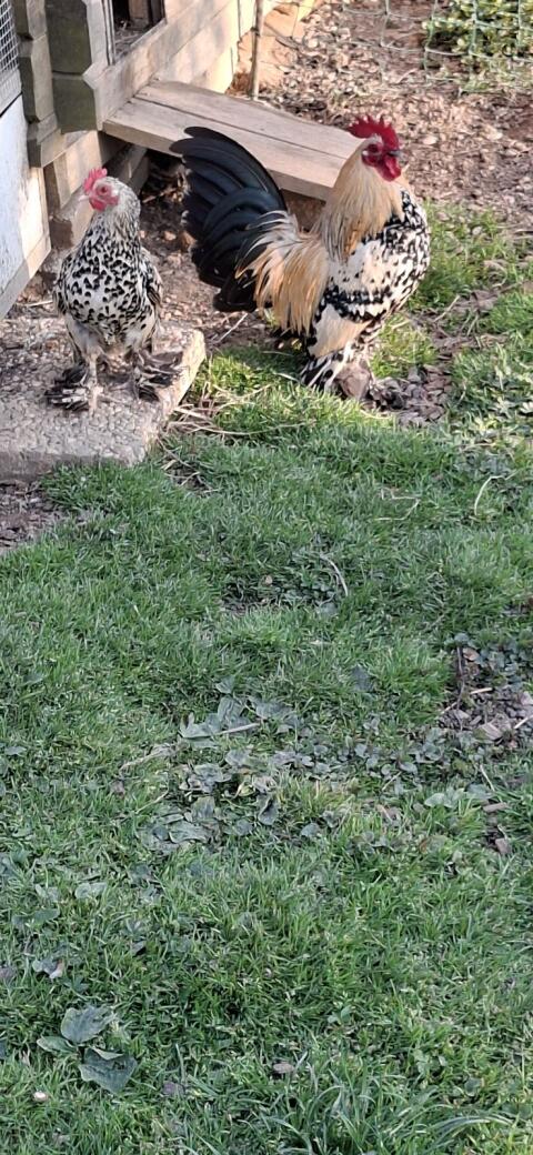Federfüßige Pärchen abzugeben