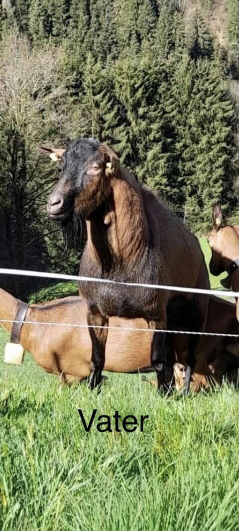 Verkaufe GGZ-Bock mit sehr guter Abstammung