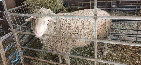 Merino-Widder
