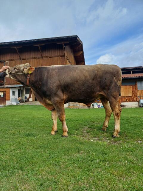 Braunviehstier