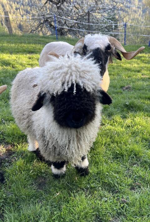 Walliser Schwarznasenschaf Widder