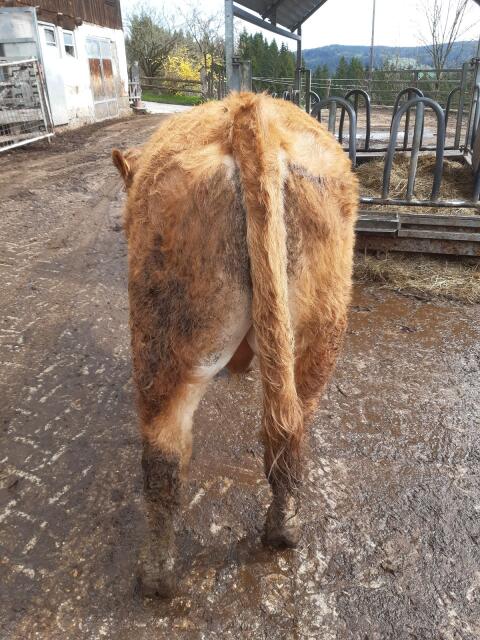 Limousin-Sprungstier