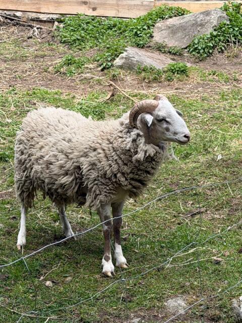 Weißer Kamerun-Bock