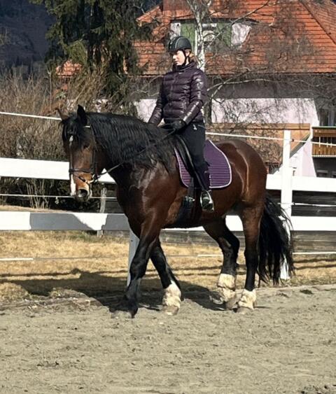 Noriker Wallach