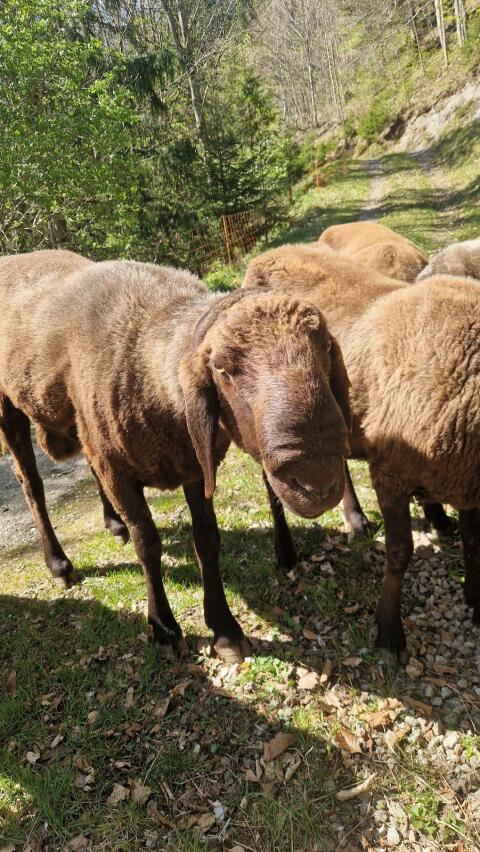 Brauner Bergschaf-Widder
