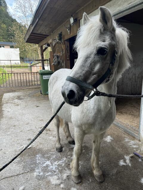 Ponywallach abzugeben