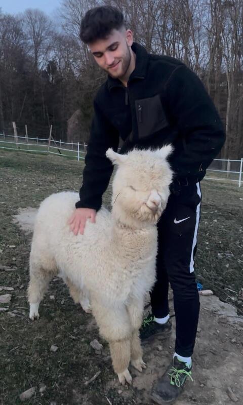 2 Alpaka Hengste 10 Monate ruhig menschengewöhnt Steiermark