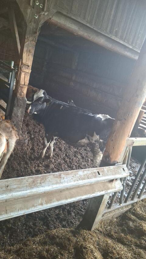 Jungkalbinnen/Belegfähige Holsteinkalbinnen