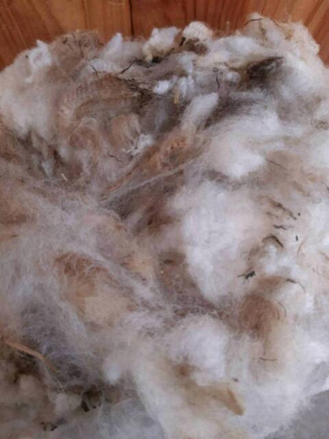 Schafwolle natur