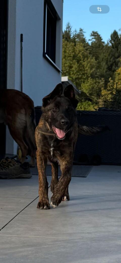 Malinois Hündin