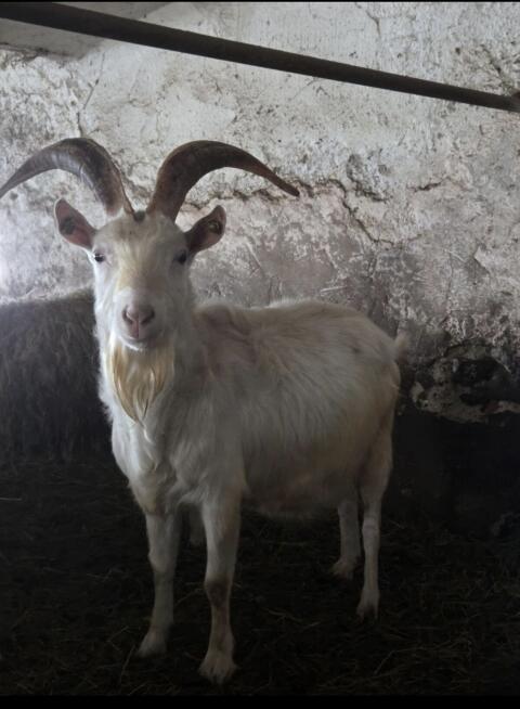 Ziegenbock