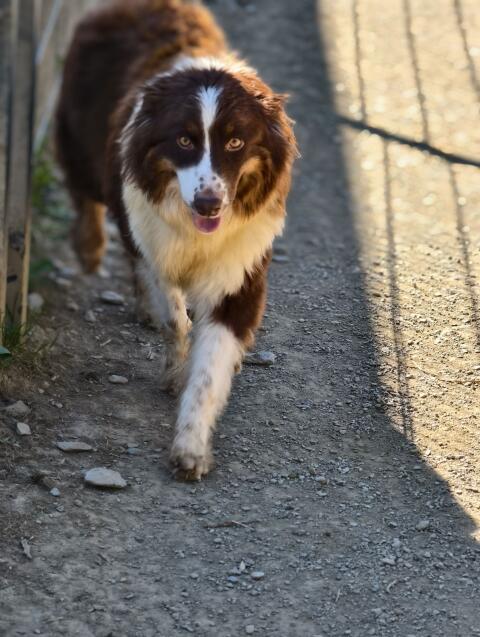 Australian Shepherd mit Ahnentafel