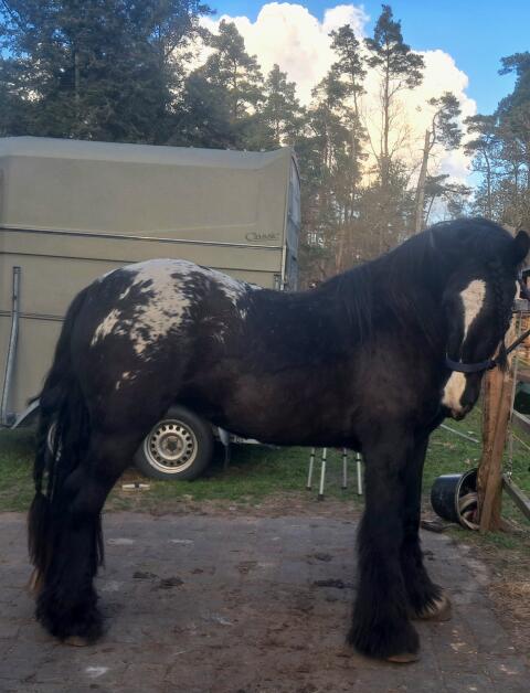Sonderfarbe Irish Cob Stute