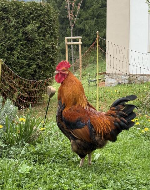 Hahn zu verkaufen