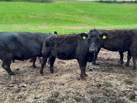 BIO Aberdeen Angus Kalbin tragend und Stier