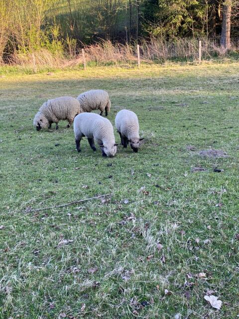 Shropshire Lämmer