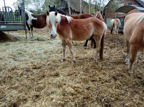 Haflinger-Hengst 2-jährig zu verkaufen