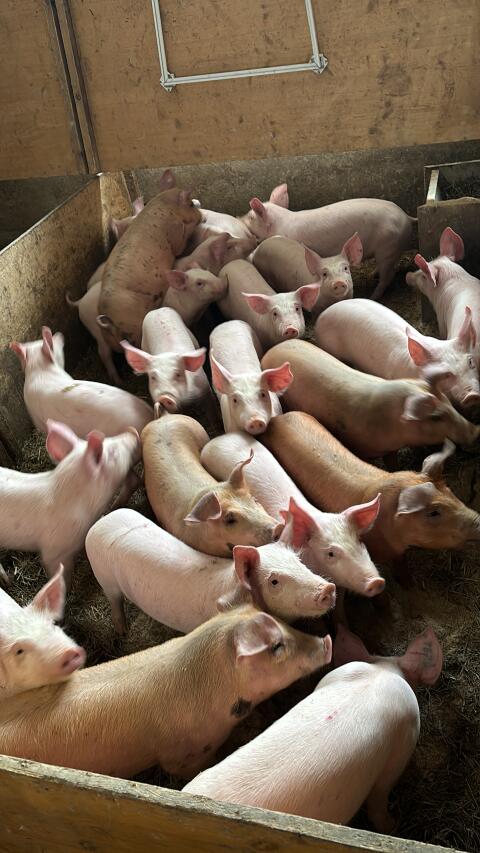 Bio-Ferkel