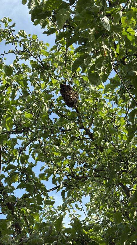 Bienenschwarm