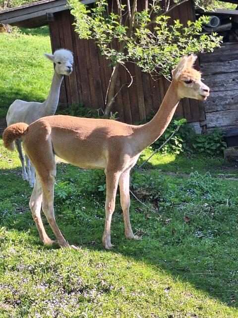 Alpakastute 1,5 Jahre abzugeben