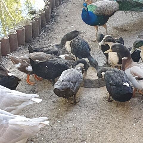 Hausenten