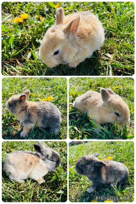 Zwergkaninchen