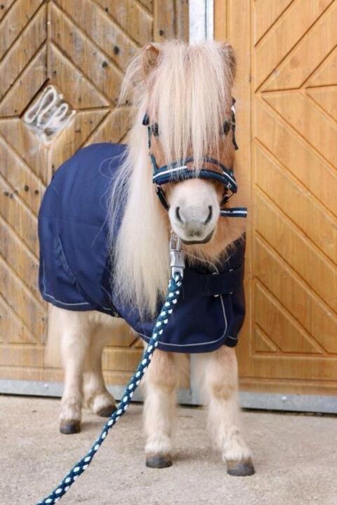 Suche Mini Shetty Stute