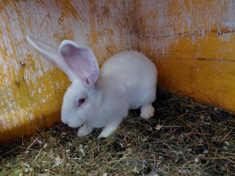 Kaninchen