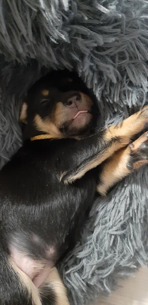 Working Kelpie Welpen