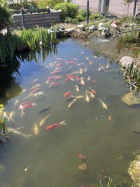 Goldfische