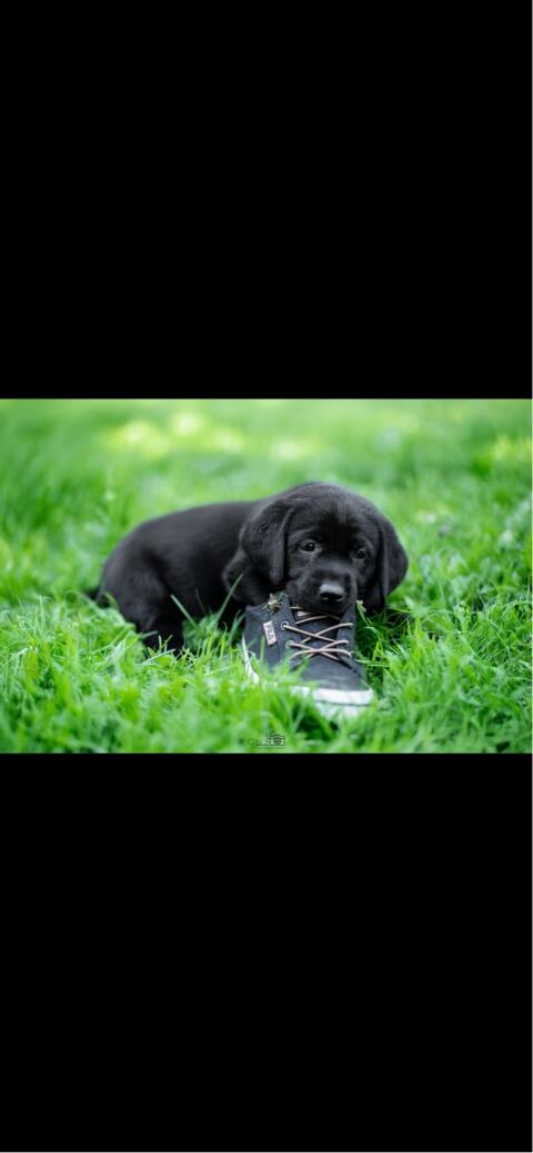 Labrador-Welpen