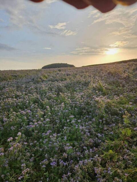 Phazelia, Phacelia
